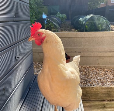 A hen, owned by Happy Tails MK