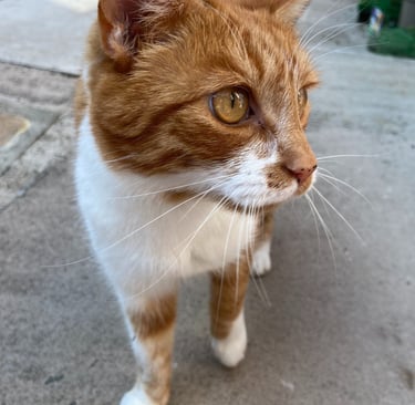A white and ginger cat looked after by Happy Tails MK