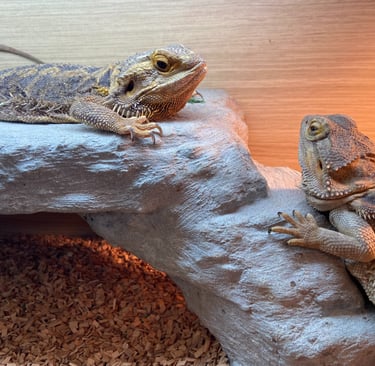 A picture of two lizards looked after by Happy Tails MK pet sitting service in Milton Keynes