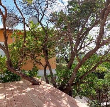 Lames de terrasse intégration tronc d'arbre naturel et végétation