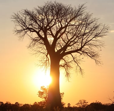 Baobab