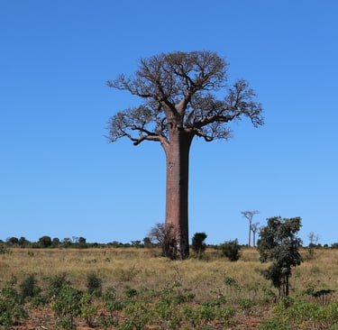 Magnifique baobab permettant de produire la poudre de baobab Evodie