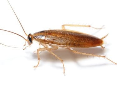 Cafard - Blatte germanique