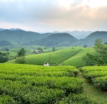 Coffee Industry Vin Vietnam