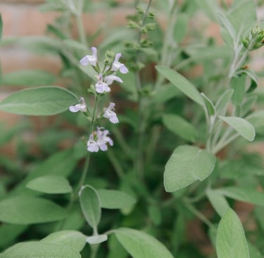 sage
