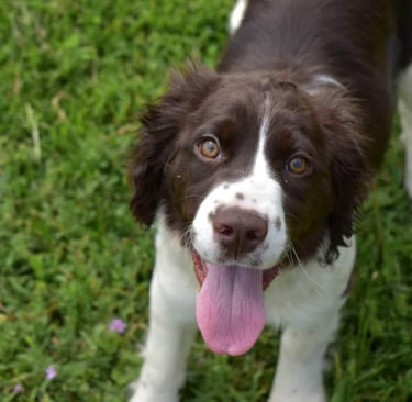 Is the board and train right for your dog in North Idaho?