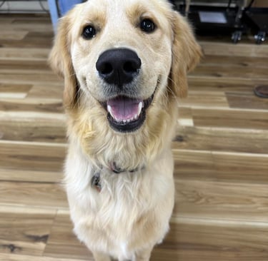 Dog Training in North Idaho.