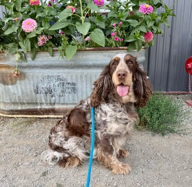 Dog board and train options in North Idaho.