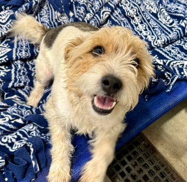 Dog kennel in North Idaho