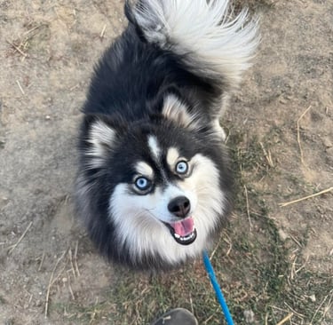 Group Dog Training classes in North Idaho.