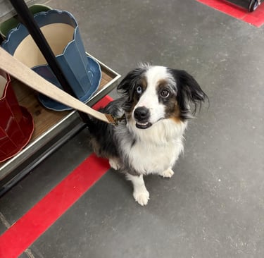 Dog boarding in Blanchard Idaho.