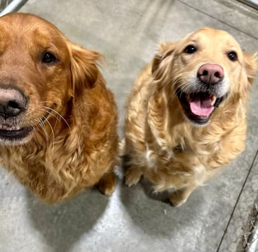 Happy dogs board and train options in North Idaho.