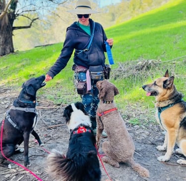 Four dogs are sitting, standing and giving all their attention to a dog walker in a big sun hat. One is getting a treat.