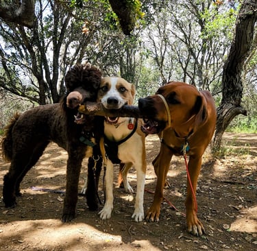 A poodle, a cattle dog and a ridgeback dog are chewing on a stick together on a wooded hiking trail