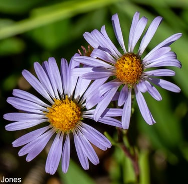 Mountain Asters in the Eastern Sierra