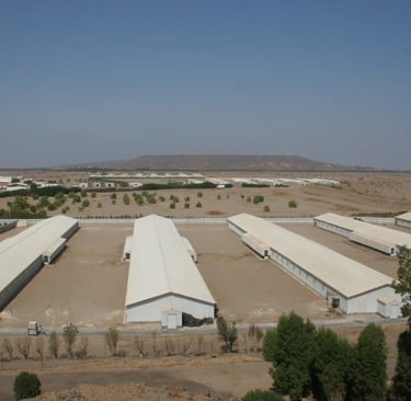 مشروع أمات السعودية