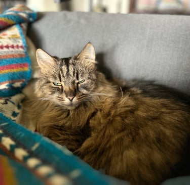Brown tabby cat