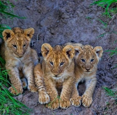 a group of three young lions sitting on a dirt ground