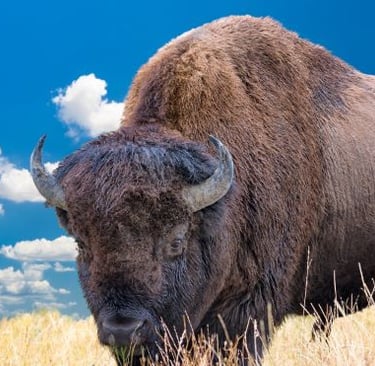 a bison bison bison bison bison bison bison bison bison bison bison bison bison bison bison
