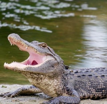a crocodile - like alligator - like alligator - like alligator - like alligator - like