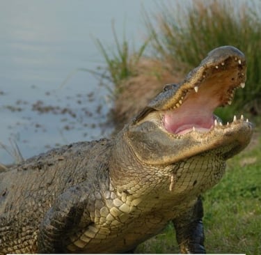 a crocodile - like animal with its mouth open and its mouth open
