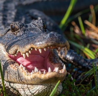 a close up of a crocodile - like animal with its mouth open