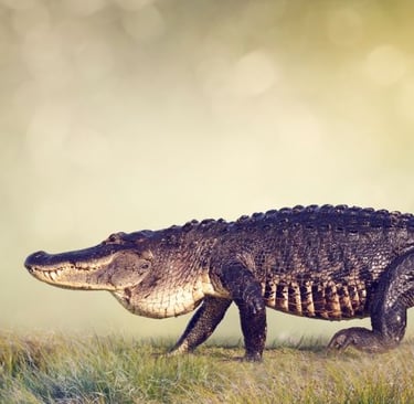 a crocodile - like alligator - like alligator - like alligator - like alligator - like