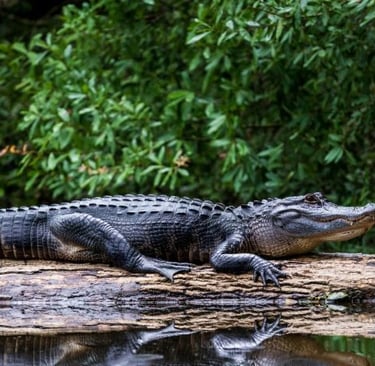 alligator in a swamp environment