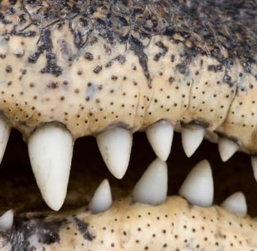 a close up of a crocodile's mouth with a large mouth
