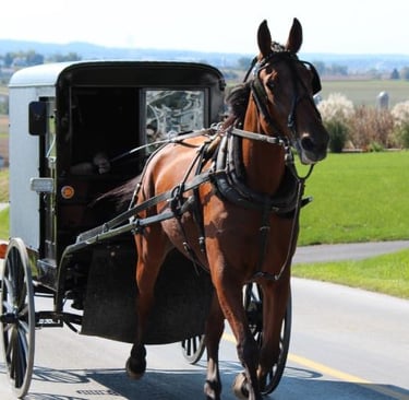 amish - a horse drawn carriage with a man in a carriage