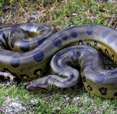 a large green snake snake snake snake snake snake snake snake snake snake snake snake snake