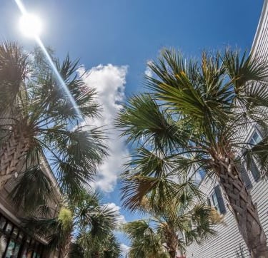 Beaufort - a street with palm trees and a blue sky