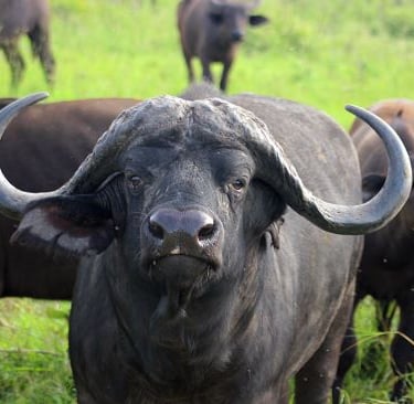 a buffalo buffalo bull bull cattle in a field