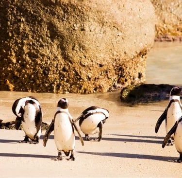 a group of penguins walking along a sandy beach