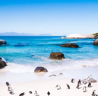 a flock of penguins and penguins on a beach