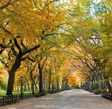 Central Park in New York