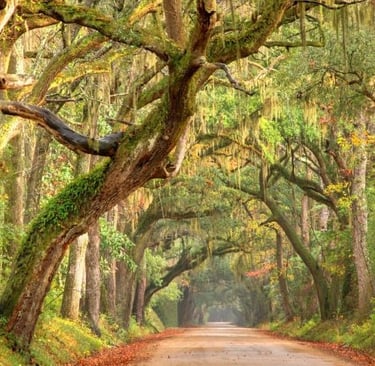 a dirt road with trees and leaves on the ground  in charlestond