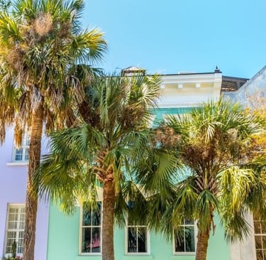 a row of palm trees in front of a row of houses in charleston