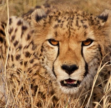 a cheetah cheetah cheetah cheetah cheetah