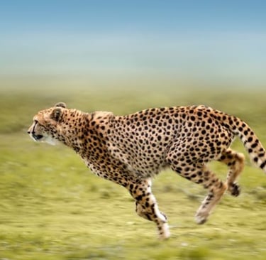 a cheetah cheetah cheetah cheetah cheetah