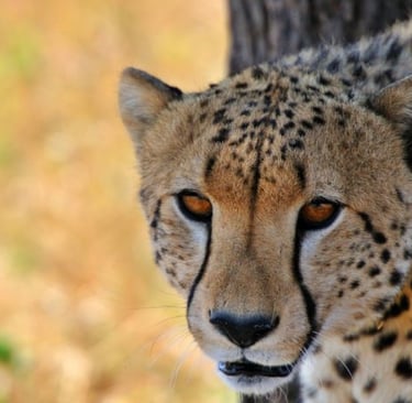 cheetah