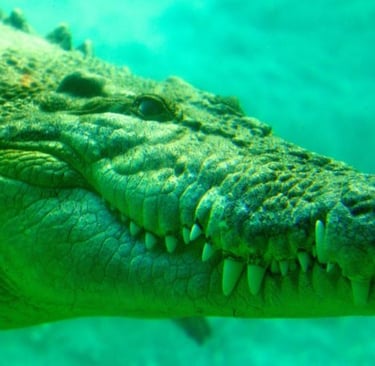 a crocodile - like animal with a large head of crocodiles