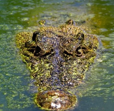 a crocodile head in the water 