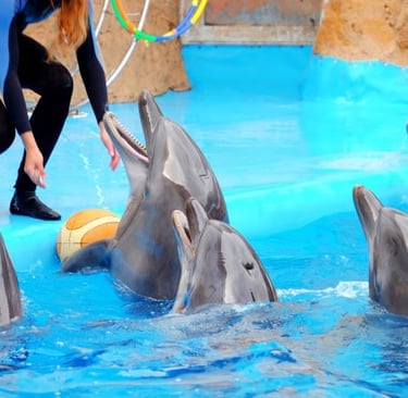  Dolfinarium with dolphins in a pool
