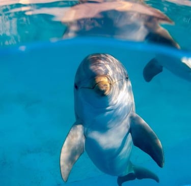  Dolfinarium with dolphins in a pool