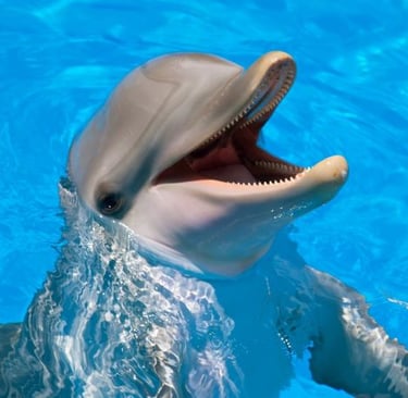 a dolphinfish in the water with its mouth open