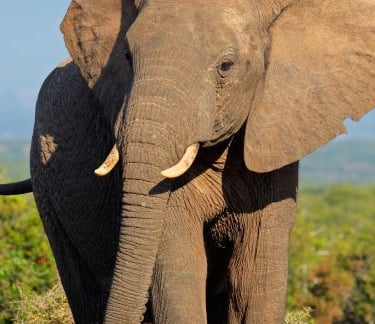 a elephant standing in the grass