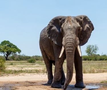 a large elephant standing in front of a dirt road