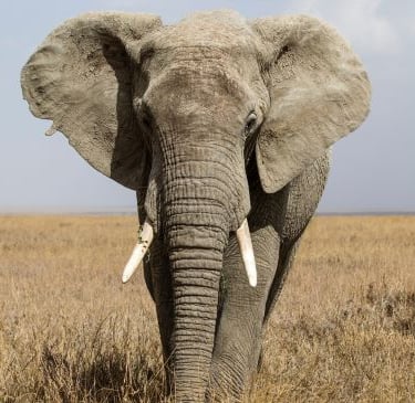 a large elephant standing in the middle of a field