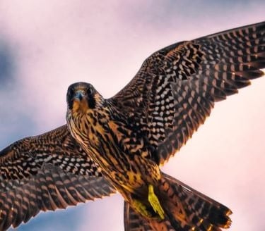 flying falcon in the air